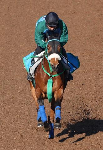 21年スプリングS覇者ヴィクティファルスが大井移籍へ　8日付でJRA競走馬登録抹消