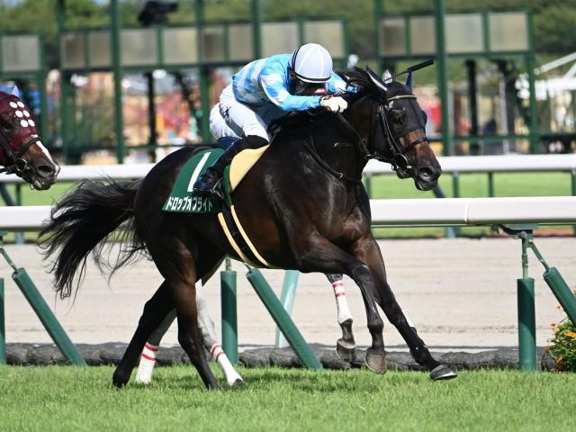 【CBC賞予想】サマースプリントシリーズ第4戦 難解な夏場のハンデ戦