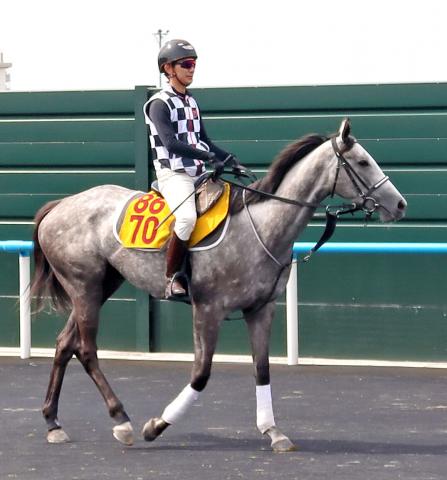 【注目馬動向】函館スプリントSレコードVのカピリナ　次走はステップ挟まずスプリンターズSの予定