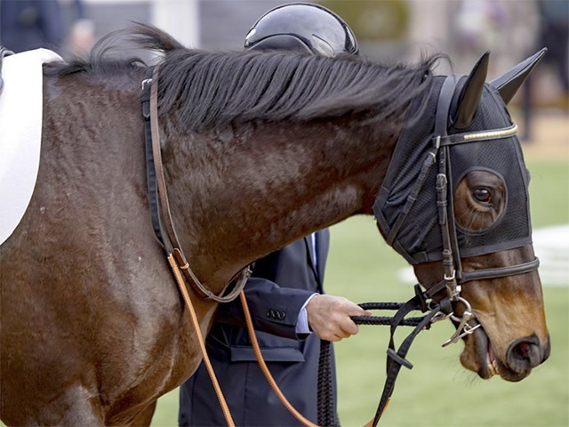 母はGI・3勝ストレイトガール ストレイトアスクが待望の2勝目なるか