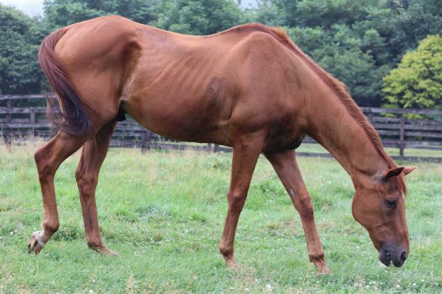 98&99年有馬記念連覇などG1・4勝グラスワンダー死す…30歳　多臓器不全を発症したとの診断