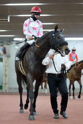 【北海道SC】兵庫CSまで4連勝中のマテンロウコマンドは2番枠　重賞2勝の道営馬ミラクルヴォイスは3番枠　枠順確定