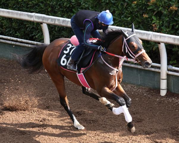 【レパードS】馬連10倍以下なしの混戦模様　1番人気は2連勝中のロードラビリンスで3・7倍