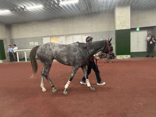 【ダリア賞】ハッピーエンジェル　鮮やか逃げ切り無傷2連勝　三浦「いい形で押し切ってくれた」