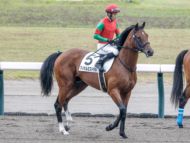 【新潟3R新馬戦結果】ルヴァンスレーヴ産駒マイネルミストラルが叩き合いを制す