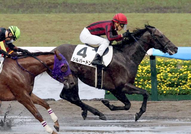 【新潟9R・3歳未勝利】ステイヤーズS3連覇アルバート産駒初勝利　シルバードンがダート1200メートルで勝ち上がり