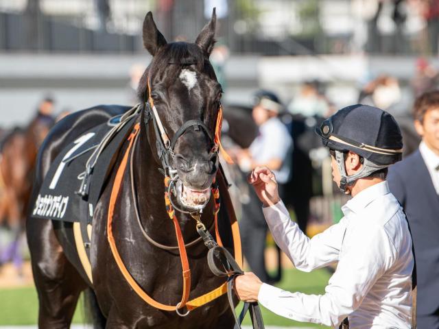 【札幌記念】セレクト5.1億円のショウナンアデイブ 史上最高額のJRA重賞勝ち馬となるか