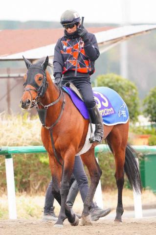 【札幌記念展望】ホウオウビスケッツ　1年1カ月ぶり勝利へ　G1馬ステレンボッシュも復活期す