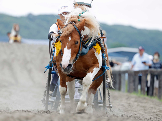日高町で開催された「第5回ポニー輓馬大会」 計40頭がレースを行い賑わいみせる