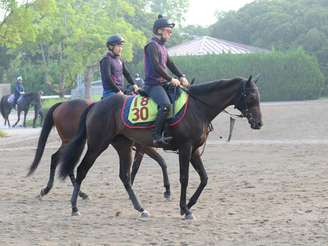 母は豪G1勝ち馬 モンローウォークが土曜新潟で初陣/関東馬メイクデビュー情報