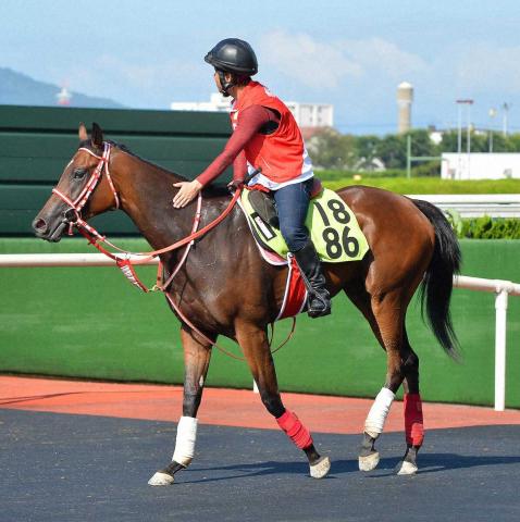 【札幌新馬戦】ジーティーメティオ　フットワークの良さ光る、陣営「軽くて跳びが大きい」