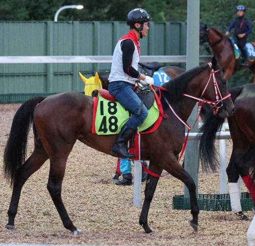 【中京新馬戦】スウィッチインラヴ　父コントレイル総合力の高さ継ぐ!陣営「素質秘める」