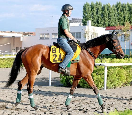 【札幌記念】ココナッツブラウンは初の中1週も滞在効果で気配上々　陣営「カイ食いも落ちていない」