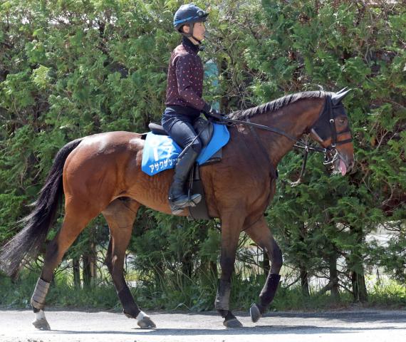【新潟ジャンプS】まだまだ元気な10歳アサクサゲンキ　陣営「賢いです。馬が全てを分かっている感じ」