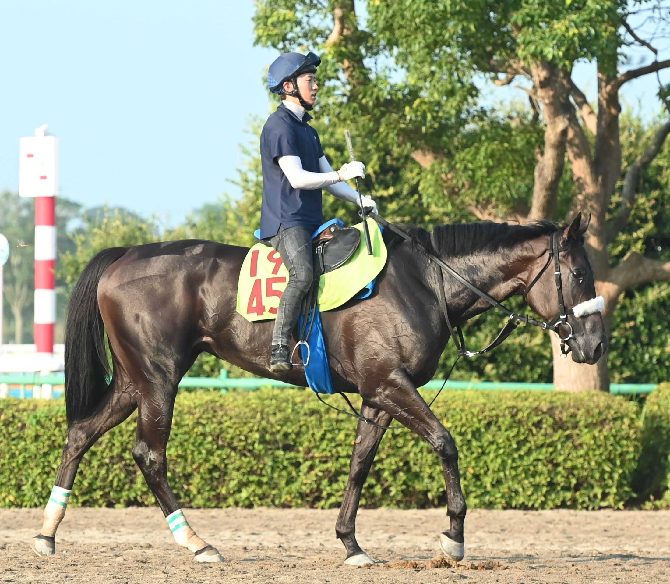 【新馬戦】ジャストマイウェイ　坂路を軽快駆け　国枝師「なかなかのもんだよ。牝馬にしては馬格があって、スピードがある」