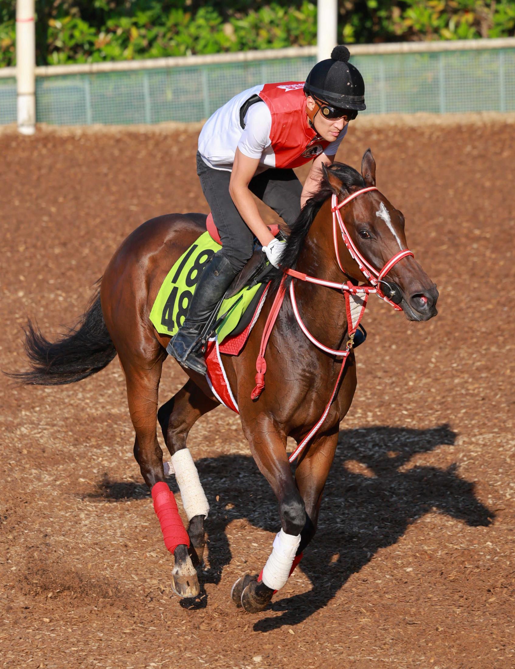 【新馬戦】スウィッチインラヴ　矢作厩舎からついにコントレイル産駒デビュー　荒木助手「素軽い動きする」