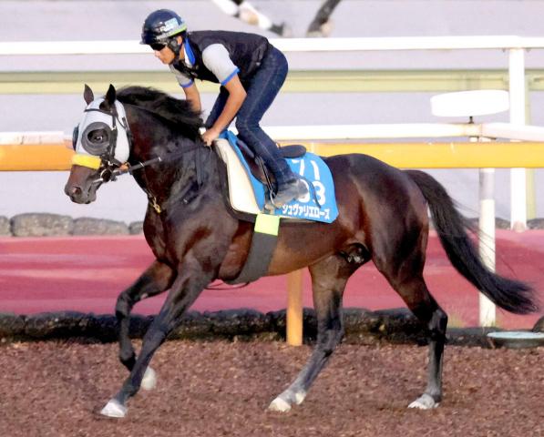 【札幌記念】「追い切るごとに良くなっています」シュヴァリエローズが武豊騎手で復活目指す　