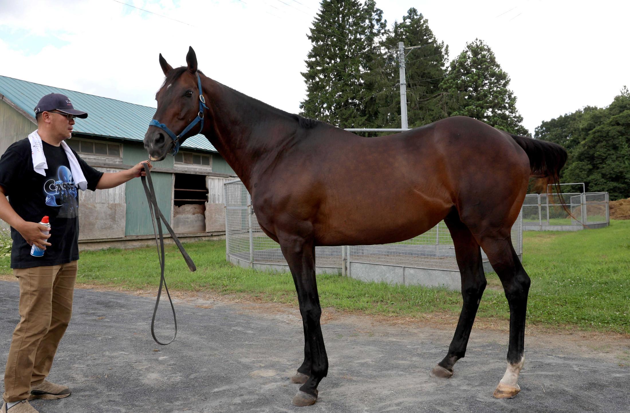 【札幌記念】ウインバリアシオンの今　重賞初Ｖ狙う青森県産馬ハヤテノフクノスケの父　腫れた脚を治し東北町・荒谷牧場で種牡馬に