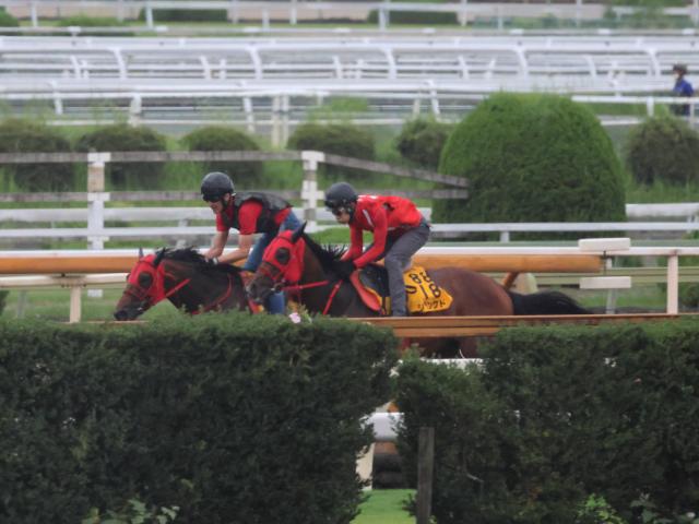 シランケド、新潟記念2週前追い切り速報/栗東トレセンニュース
