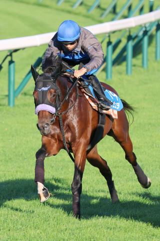 【札幌記念】ヴェローチェエラは3頭併せで負荷　重賞3連勝狙う佐々木大輔騎手「動きは悪くない。いい追い切り」