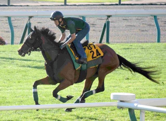 【札幌記念】ココナッツブラウンは芝コースを単走で調整　陣営「動きはすごく良かった」