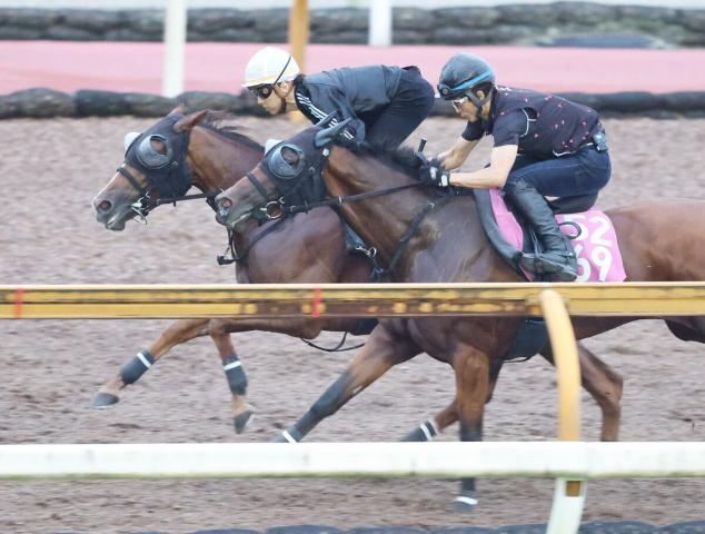 【新潟2歳S1週前】良血馬フェスティバルヒルが石橋脩騎手を背に好反応　四位調教師「すごく穏やかに走ってくれている」
