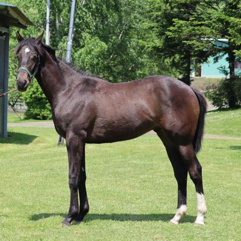 17頭が死んだ厩舎火災を唯一生き延びた牝馬が生んだ息子…自立できないほどの虚弱乗り越え新たな馬主の元へ
