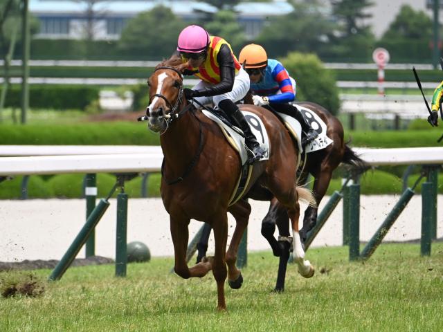 【POG】新潟2歳Sへ フェスティバルヒルがスイッチオン/馬三郎のつぶやき