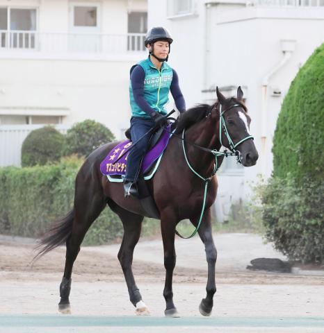 【ジャックルマロワ賞】アスコリピチェーノが意欲的な調教を消化　黒岩調教師「落ち着きすぎてしまわないよう坂路で2本」