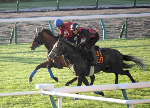 【札幌記念】ホウオウビスケッツは岩田康誠騎手を背に芝コースで軽やかな脚取り　「先週より雰囲気が変わってきた」