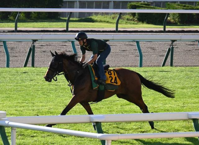 【札幌記念】ココナッツブラウン　力強い脚さばき　陣営「動き自体は凄く良かった」