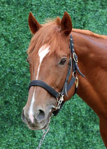【キーンランドC・1週前】8歳馬ウインカーネリアンは意欲的に追走先着　三浦皇成騎手「心身ともにリフレッシュ効果がある」