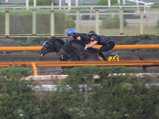 クロワデュノール、仏遠征に向けて追い切り開始/栗東トレセンニュース
