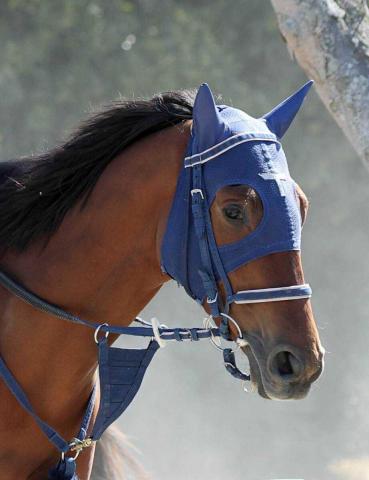 【阿寒湖特別】長距離戦線で素質開花!　フィーリウスが出世レースを制して菊花賞をもくろむ　陣営「だんだん良くなっている」