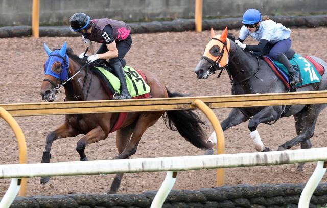 【POG】新馬戦から走れそうなエスティヴァリスに注目　陣営「スピードがあって馬っぷりもいい」