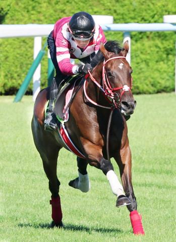 【POG】矢作厩舎のコントレイル産駒が始動　ジーティーメティオに指揮官「体はもろにコントレイル」