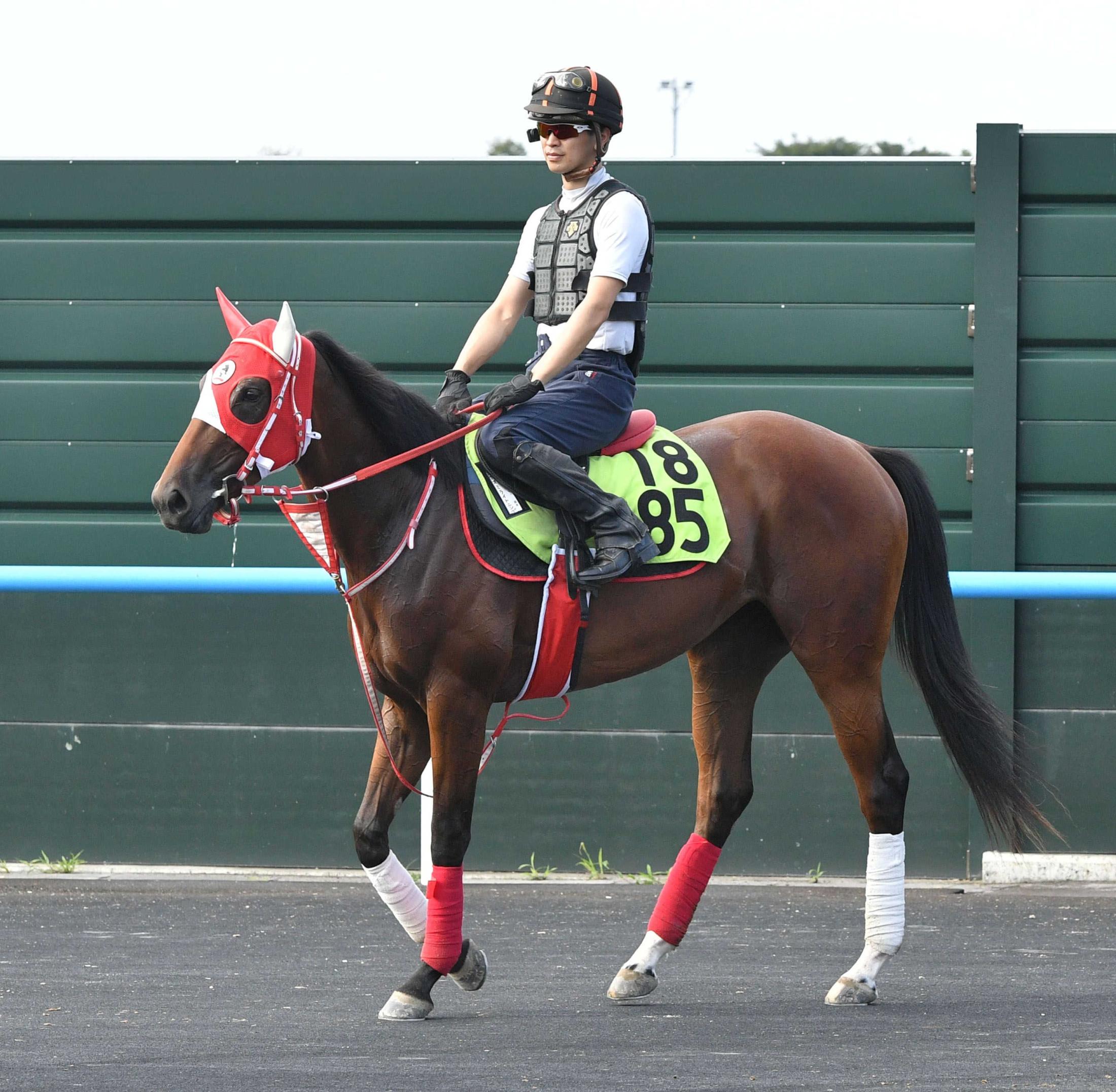 【新馬戦】ビッグアーサー産駒・ナオミライトニング　近親にＧ１馬出ている牝系出身　吉田翔助手「落ち着きあり素直」