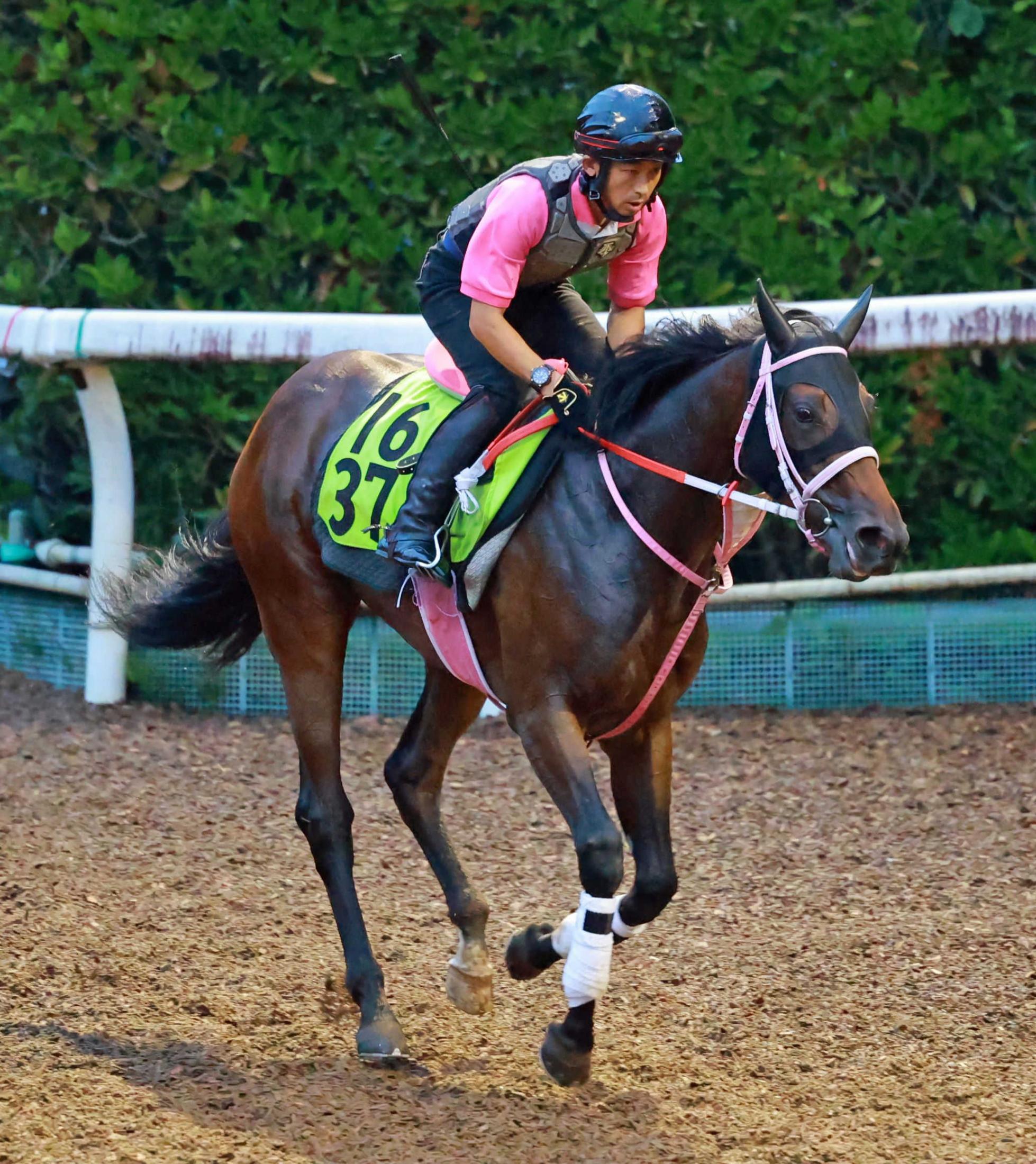 【新馬戦】母はＧ１馬　ジーティービキニ、年長馬に先着　松下師も期待大「どれだけ動けるか」