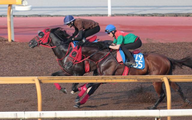 【高山S】モズマーヴェリックが叩き2走目で上昇　牧浦調教師「いい状態で競馬に臨める」