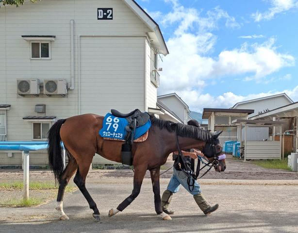 【札幌記念】函館記念からの連勝狙うヴェローチェエラは落ち着き十分　陣営「上積みもありますね」