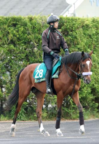 【POG】新馬圧勝のショウナンガルフが連勝狙う札幌2歳Sへ帰厩　須貝厩舎はソダシなどに続く5勝目を狙う