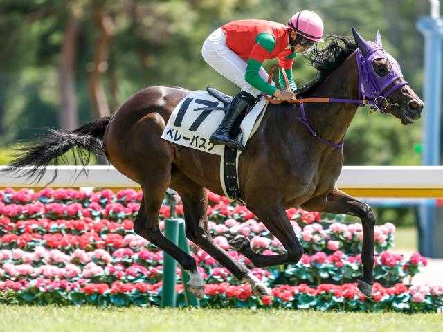 【新潟5R新馬戦結果】ベレーバスクが3馬身差V ベンバトル産駒のJRA初勝利