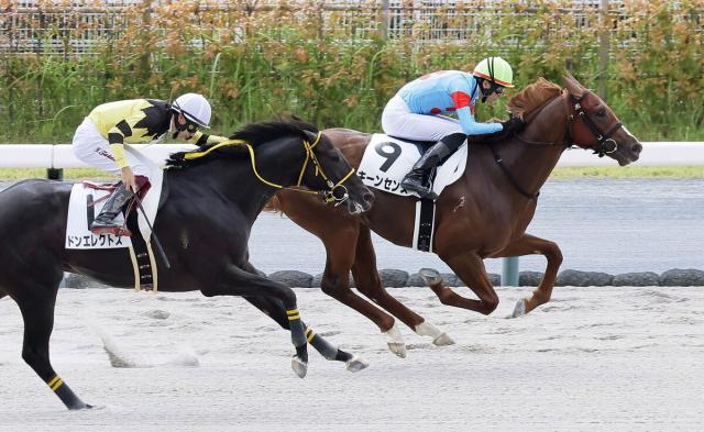 【中京2R・2歳新馬】2番人気キーンセンスが先行策からデビューV　坂井瑠星騎手「いいセンスがあると思います」