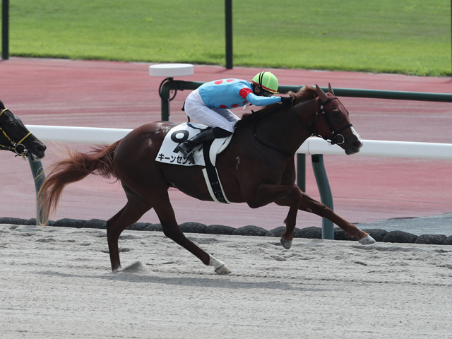【中京2R新馬戦結果】マニングス産駒キーンセンスが抜け出してV