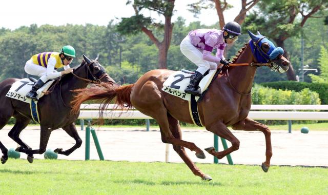 【新潟3R・2歳未勝利】単勝1・2倍のアルバンヌが初V　アロヒアリイを管理する田中博厩舎は3頭目の2歳馬V