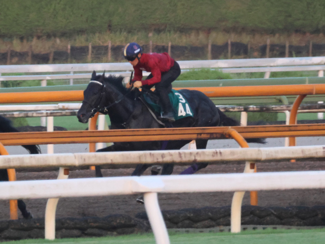 父はディープインパクト産駒の仏ダービー馬 キッコベッロが日曜中京で初陣/関西馬メイクデビュー情報