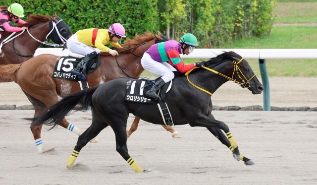 【新潟7R・NST賞】トップハンデタイ何の!1番人気クロジシジョーが快勝　戸崎圭太騎手「ドバイの戦いが糧に」