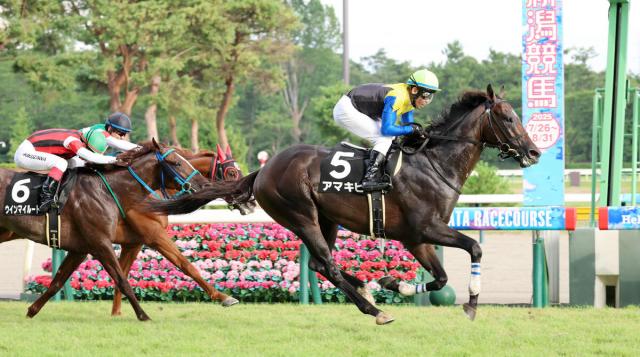【新潟8R・阿賀野川特別】牝馬3冠アパパネの息子アマキヒが3勝目　戸崎圭太騎手「返し馬から能力を感じた」
