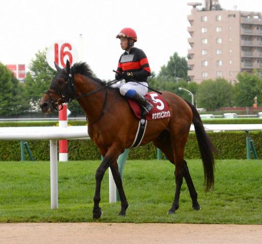 【札幌記念】1番人気ホウオウビスケッツは7着　岩田康「3、4角で手応えが怪しくなった」