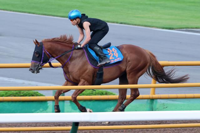 【キーンランドC】海外G1で2着のウインカーネリアンが帰国初戦　鹿戸調教師「8歳だけど元気はいいし衰えはない」